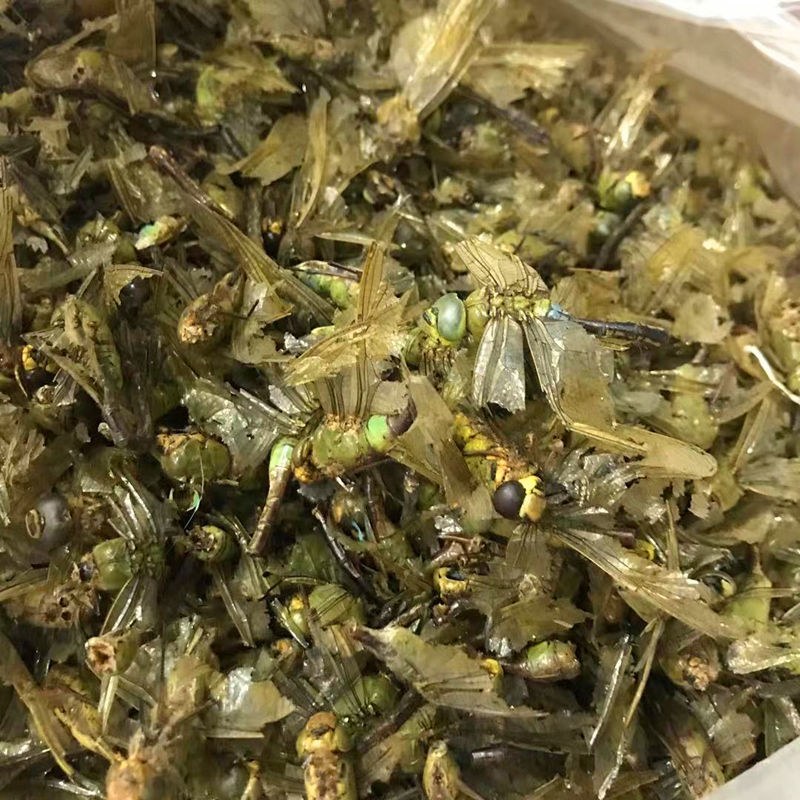 中药材蜻蜓绿蜻蜓黄蜻蜓干蜻蜓红蜻蜓黑蜻蜓药用