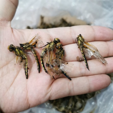 中药材蜻蜓绿蜻蜓黄蜻蜓干蜻蜓红蜻蜓黑蜻蜓药用