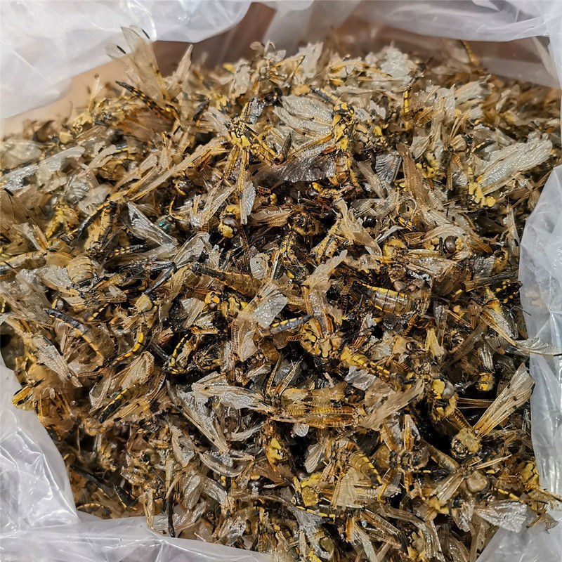 中药材蜻蜓绿蜻蜓黄蜻蜓干蜻蜓红蜻蜓黑蜻蜓药用