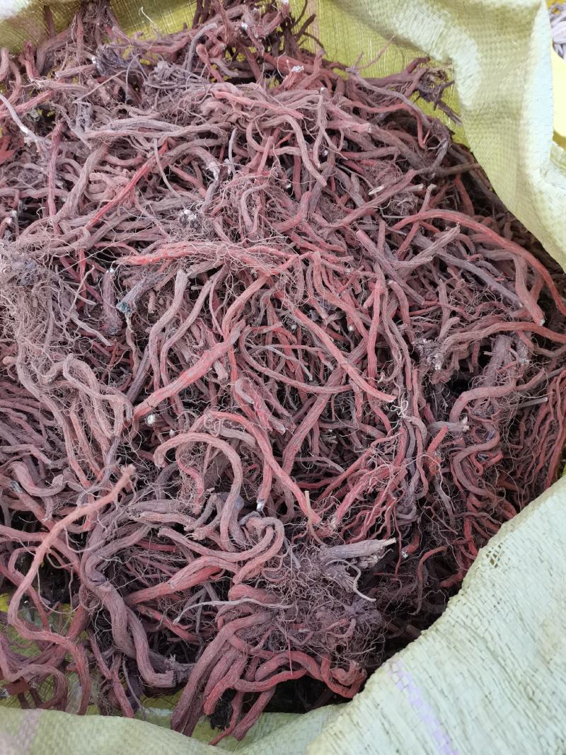 丹参，常年经营丹参个，各种规格都有，山东产地
