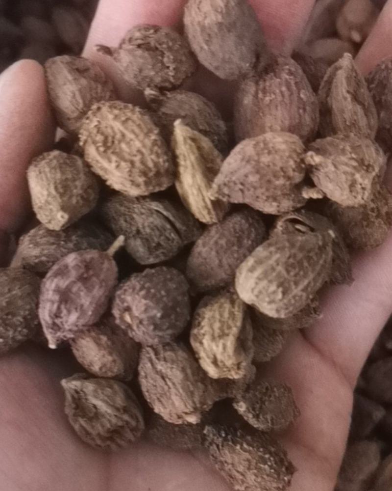 中药材砂仁净砂仁阳春砂砂仁米产地云南批发量大从优