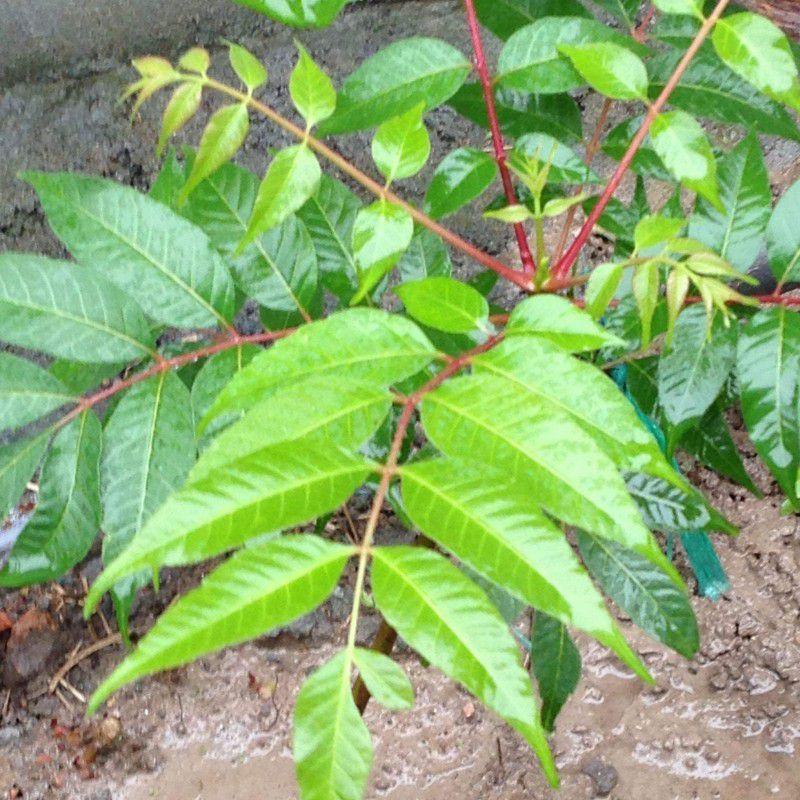 新采臭椿树林木种臭椿种子乔木造林树苗籽椿树和木砻树樗