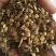 新采臭椿树林木种臭椿种子乔木造林树苗籽椿树和木砻树樗