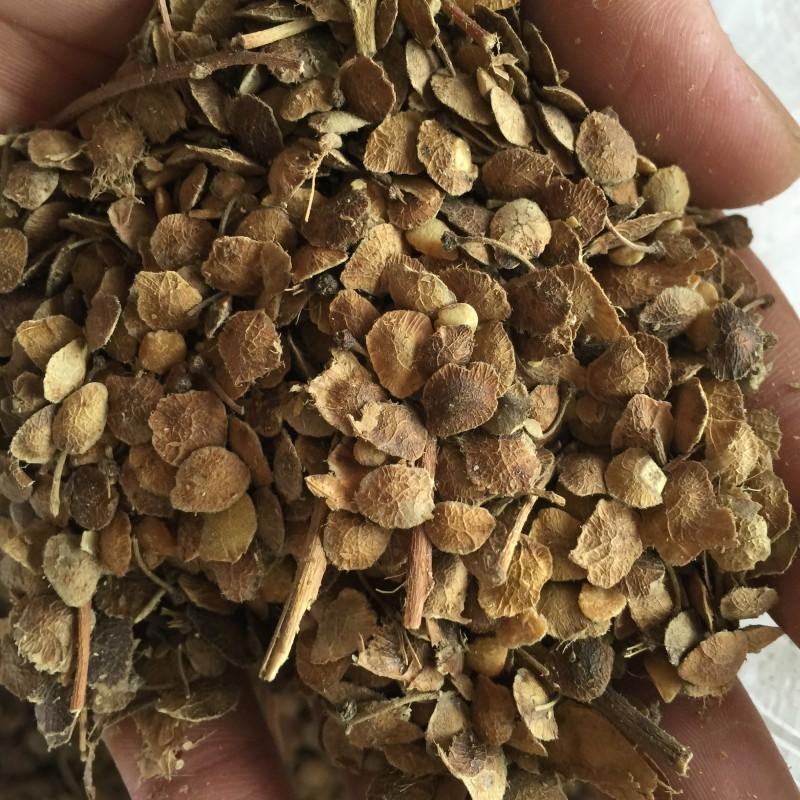新采臭椿树林木种臭椿种子乔木造林树苗籽椿树和木砻树樗