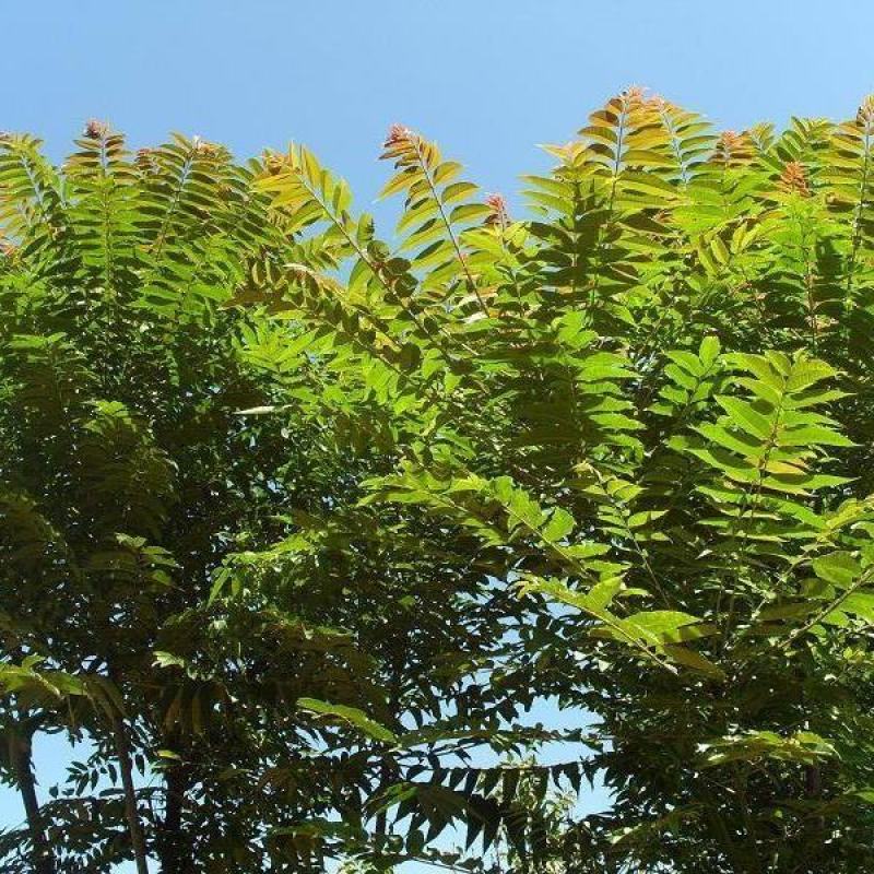 新采臭椿树林木种臭椿种子乔木造林树苗籽椿树和木砻树樗