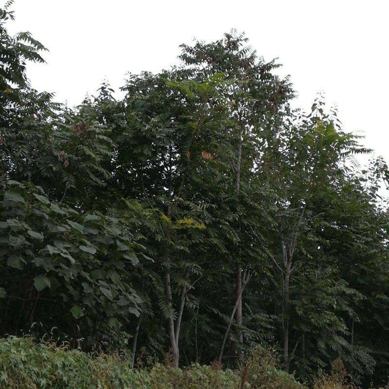 新采臭椿树林木种臭椿种子乔木造林树苗籽椿树和木砻树樗