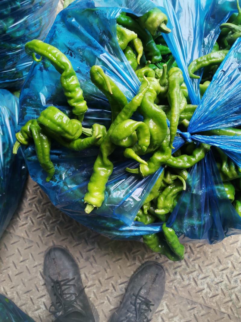 【辣椒】鲜辣椒精品八号椒2021新鲜上市皮薄微辣