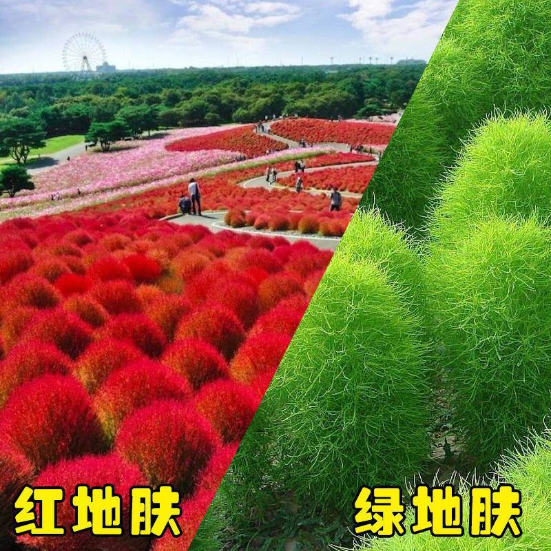 红地肤绿地肤种子扫帚苗孔雀松景观花海庭院