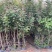 精品青香木袋苗苗圃直供，包办三证一签，开普通增值税发票