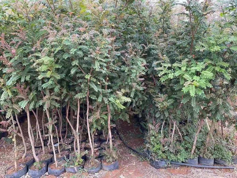 精品青香木袋苗苗圃直供，包办三证一签，开普通增值税发票