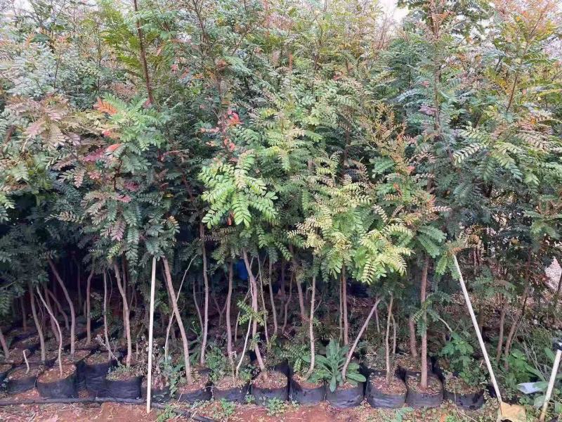 精品青香木袋苗苗圃直供，包办三证一签，开普通增值税发票