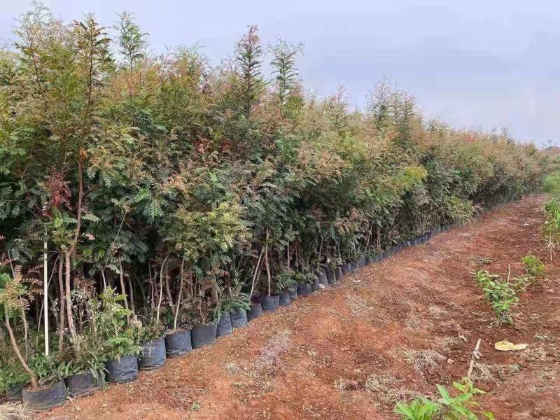 精品青香木袋苗苗圃直供，包办三证一签，开普通增值税发票