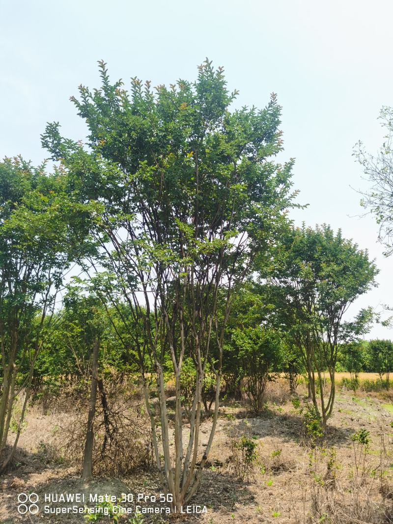 丛生紫薇苗圃大量供应红花丛生紫薇主杆3-8公分紫薇