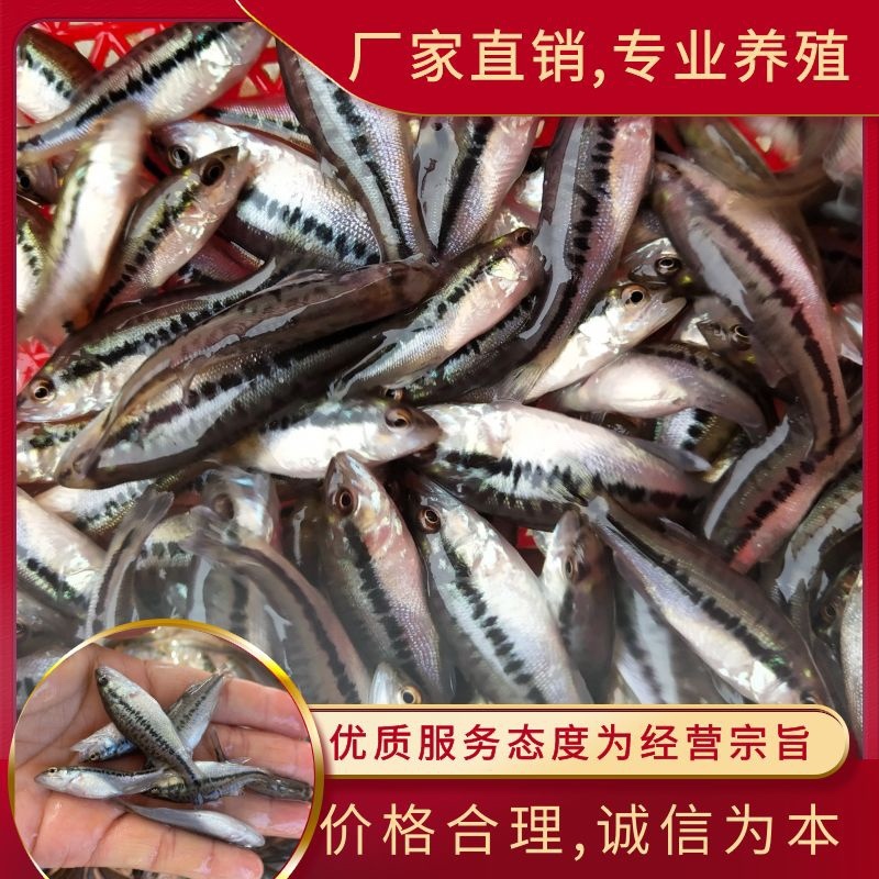【鲈鱼苗】加州鲈鱼苗海鲈鱼苗-全程已经训化吃饲料价格实惠