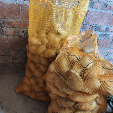 高原土豆