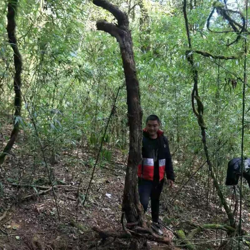 山木香下山桩