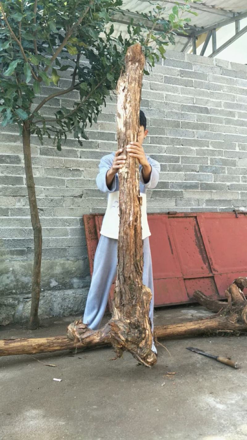 山木香下山桩