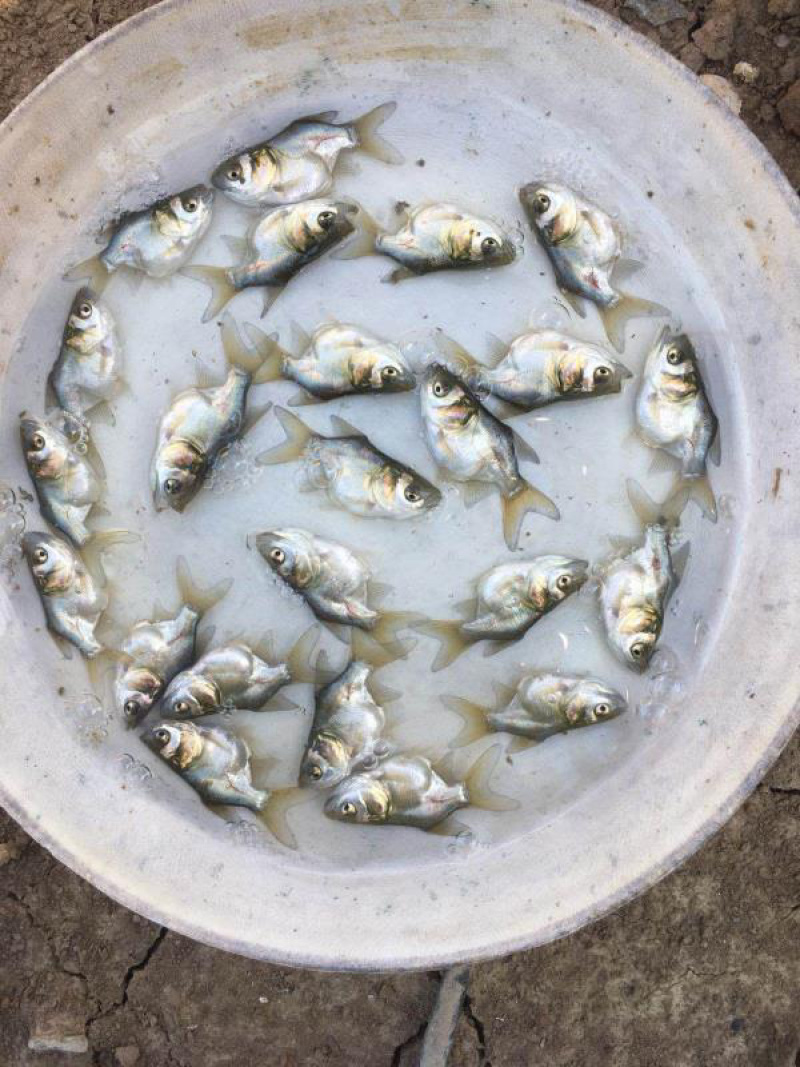 优质缩骨花鲢胖头大头鱼苗鱼苗缩骨锁骨仙骨鳙鱼苗活体淡水