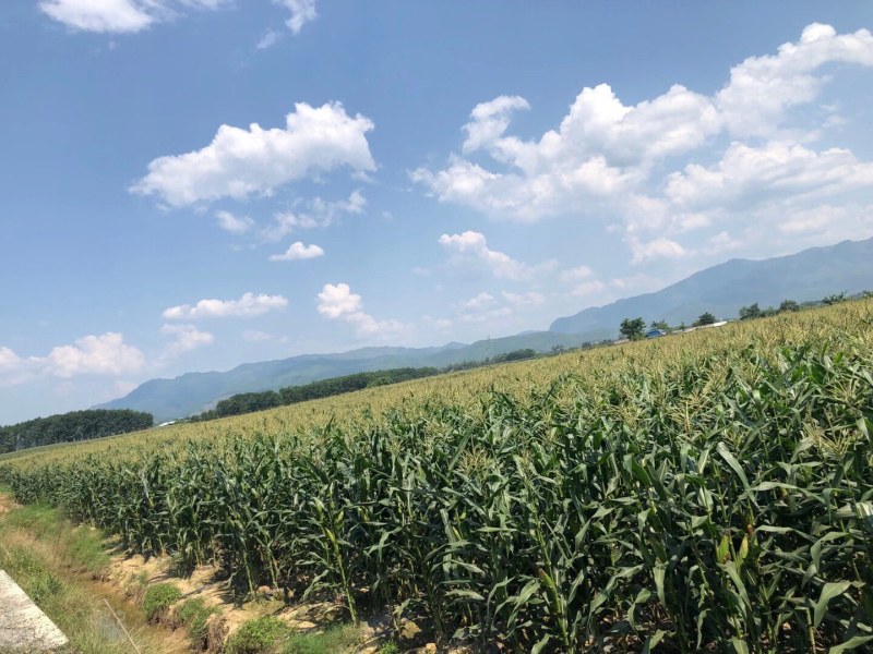 西双版纳傣族自治州玉米