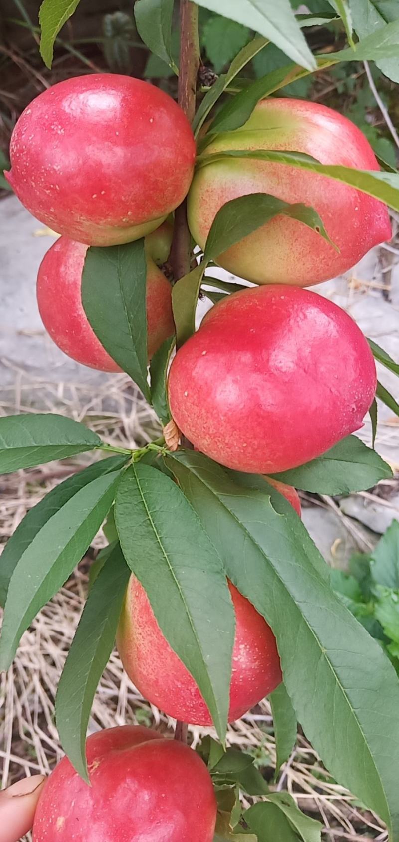 油桃