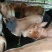 驼峰牛，，，，，，，。