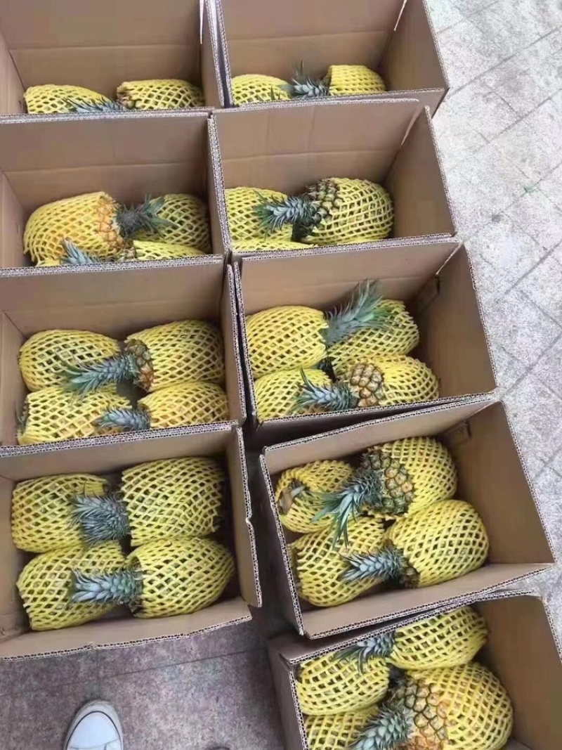 徐闻菠萝