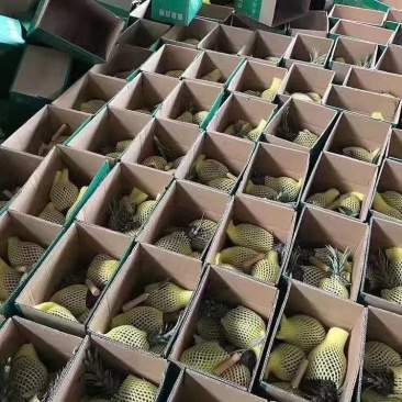 徐闻菠萝