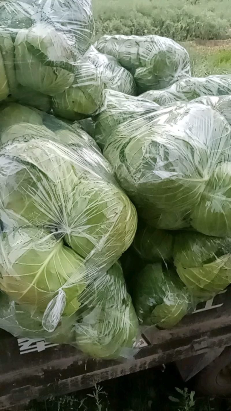 精品甘蓝，圆包菜，商品货，加工厂货。质优价廉，产地直发，