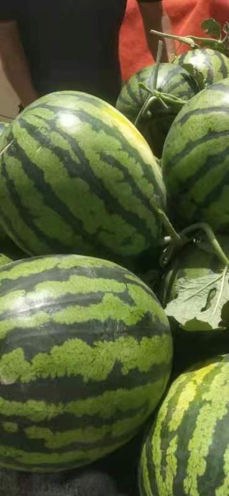 甜王西瓜，大量上市，质量好，个头均匀，欢迎大家订购