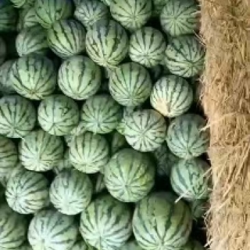 甜王西瓜，大量上市，质量好，个头均匀，欢迎大家订购