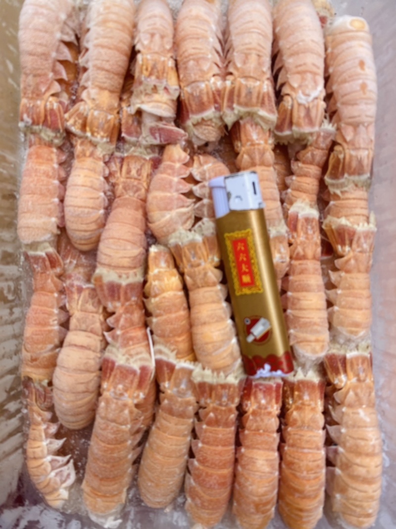 深海鳌虾尾去头鳌虾，鳌虾尾一手货源1000g
