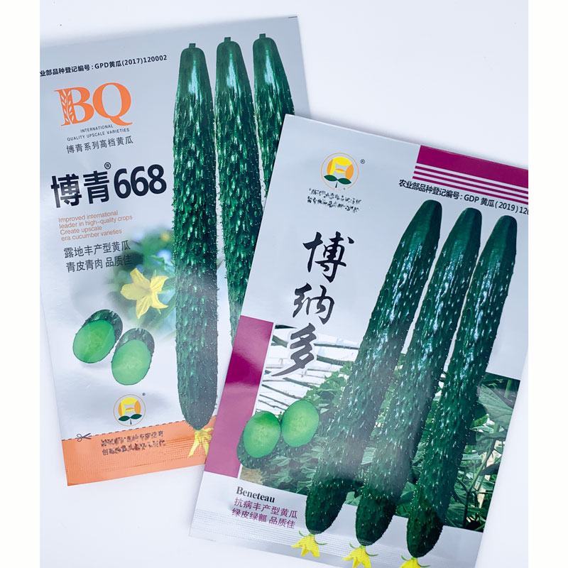 黑油亮越夏黄瓜种子青皮青肉露地黄瓜种子原袋发货20克