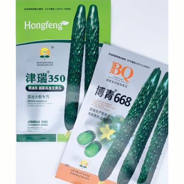 黑油亮越夏黄瓜种子青皮青肉露地黄瓜种子原袋发货20克