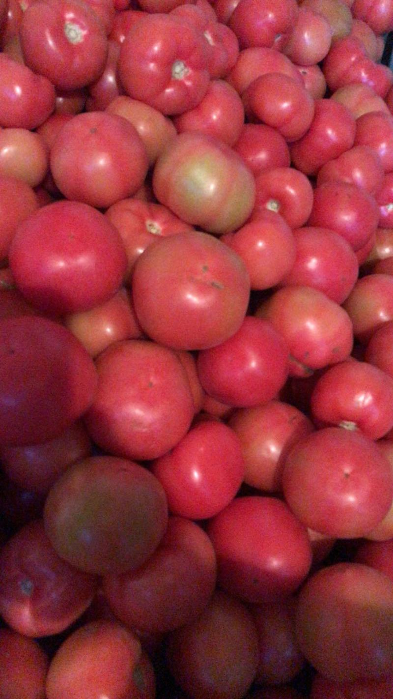番茄，西红柿，大红果，粉果