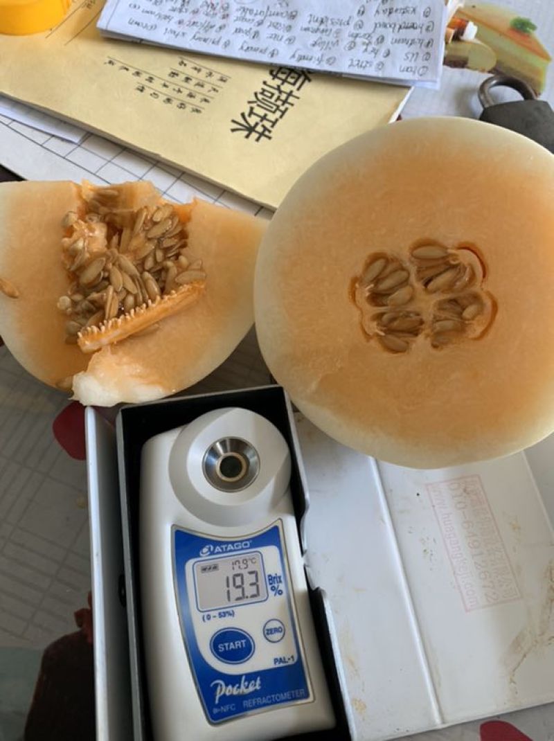 【优选】东方蜜甜瓜红金密甜瓜质量优良产地直供代发全国