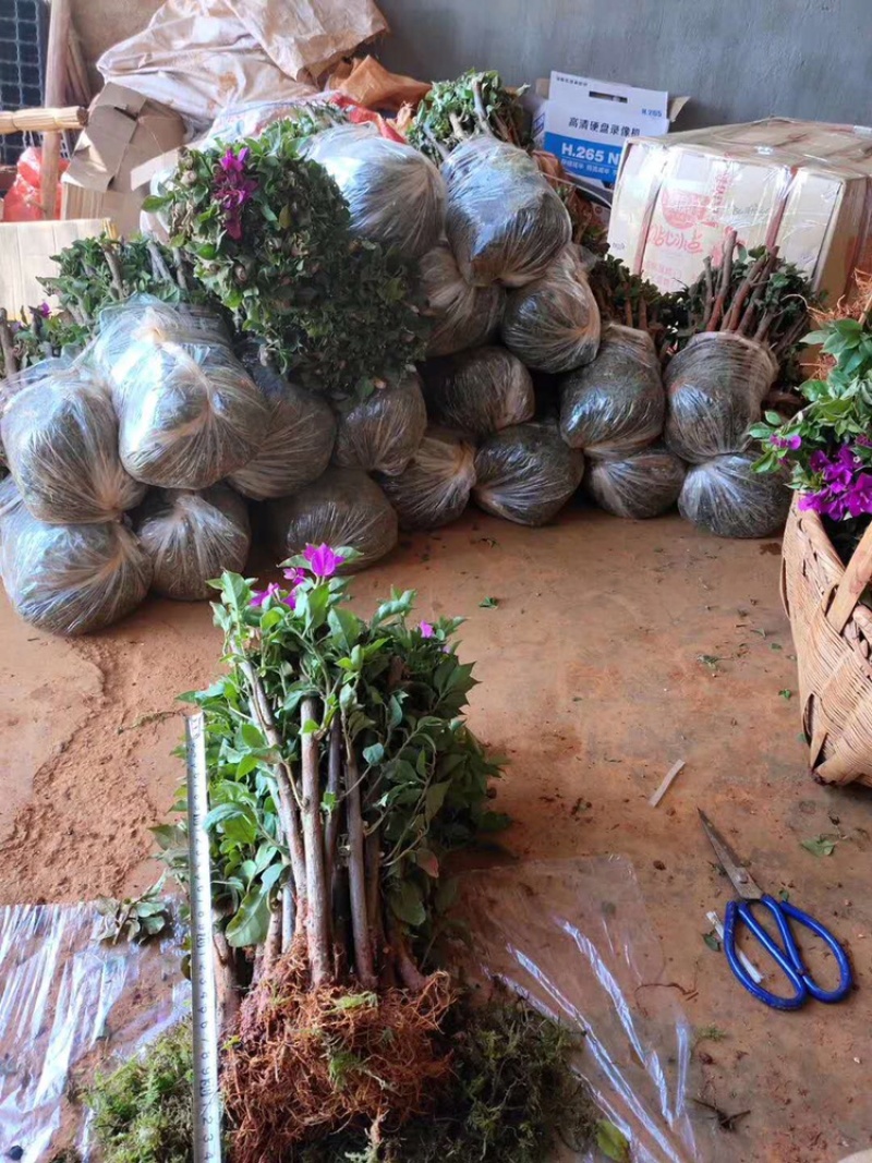 大量出售各种三角梅，基地直销，物美价廉，品质保证。