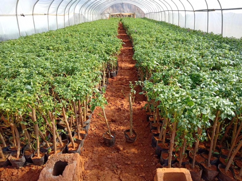 大量出售各种三角梅，基地直销，物美价廉，品质保证。
