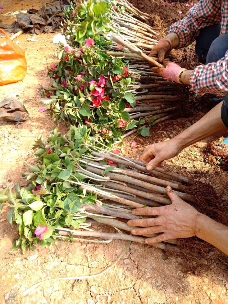 大量出售各种三角梅，基地直销，物美价廉，品质保证。