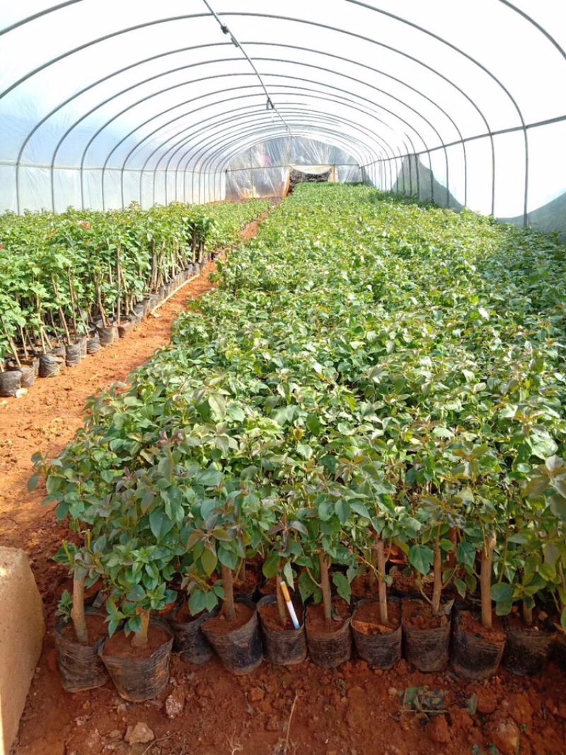 大量出售各种三角梅，基地直销，物美价廉，品质保证。