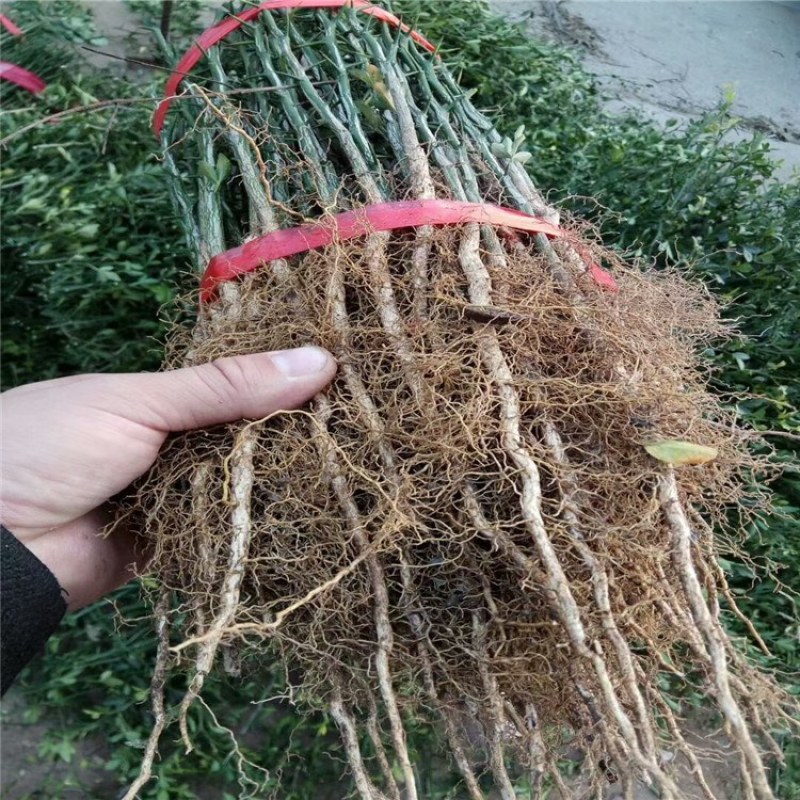 枳壳苗，一年生枳壳树苗，泰安农户批发砧木枳壳苗