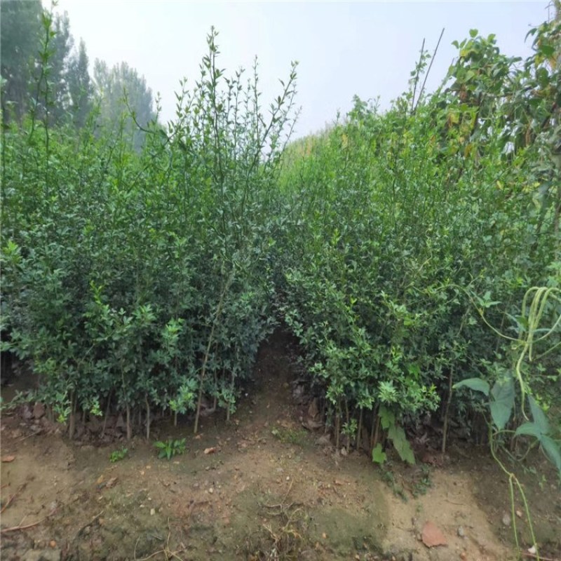 枳壳苗，一年生枳壳树苗，泰安农户批发砧木枳壳苗