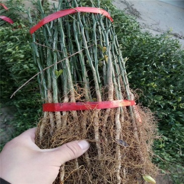 枳壳苗，一年生枳壳树苗，泰安农户批发砧木枳壳苗