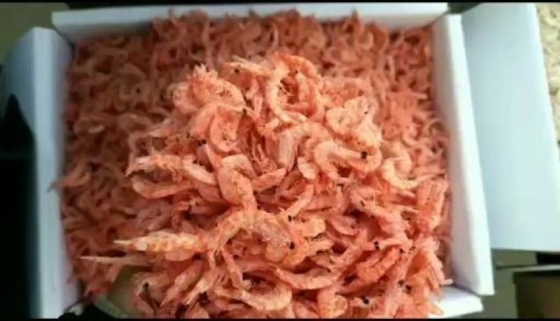 磷虾