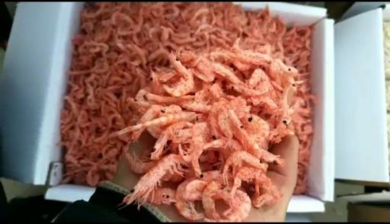 磷虾