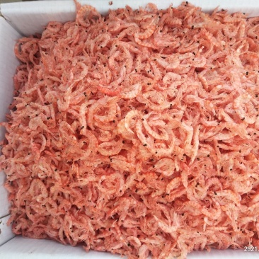 磷虾