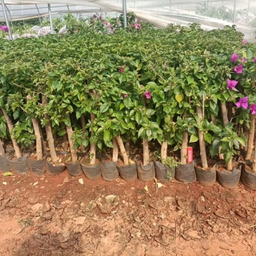 大量出售各种三角梅，基地直销，物美价廉，品质保证。