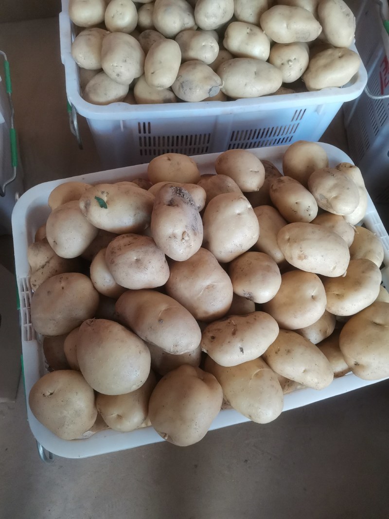 好土豆源于沙土