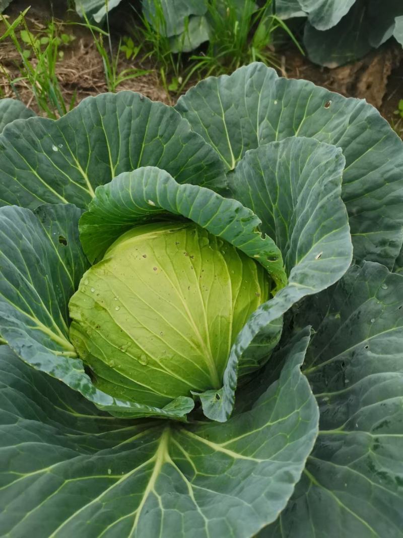 贵州牛心菜大量供应