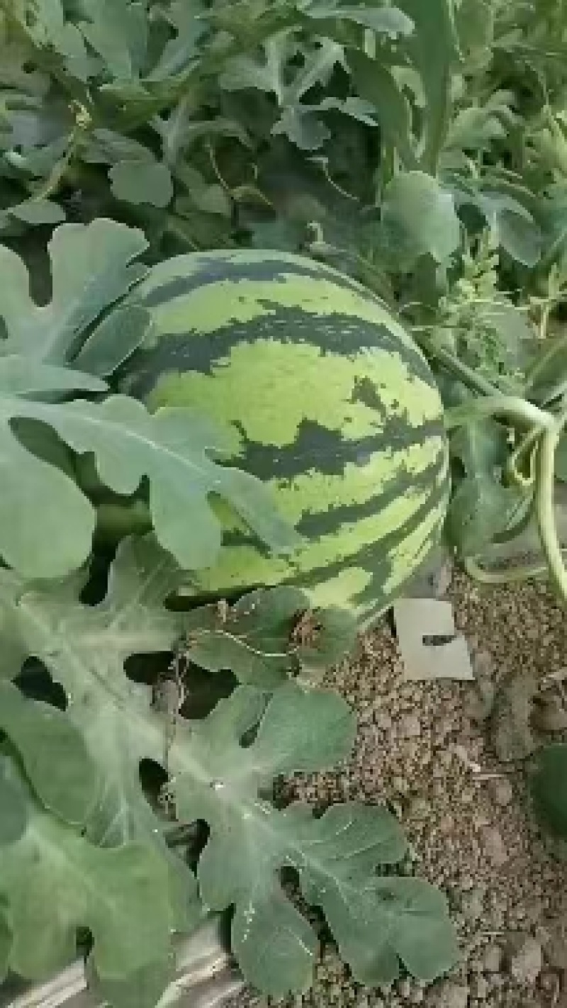 夏邑县精品美都西瓜，一手货源包熟包甜基地大量有货