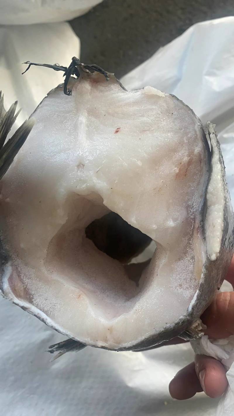 银雪鱼头雪鱼阿根廷雪鱼头多肉